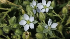 Spergularia azorica