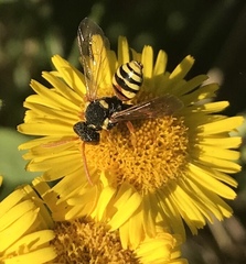 Nomada fucata