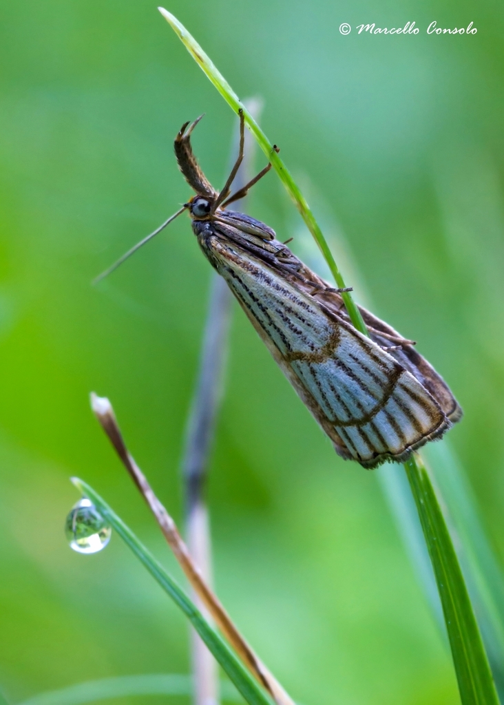 Chrysocrambus
