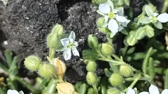 Spergularia azorica