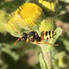 Nomada fucata