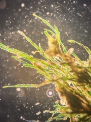 Pithophora roettleri