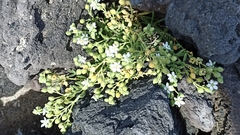 Spergularia azorica