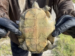 Trachemys decussata