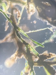 Pithophora roettleri