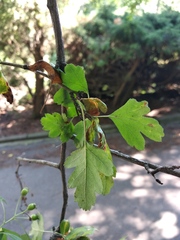 Crataegus × media