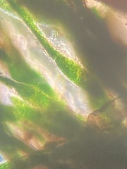 Pithophora roettleri