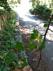 Crataegus × media