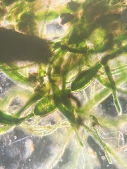 Pithophora roettleri