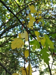 Crataegus × media