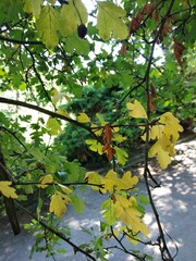 Crataegus × media