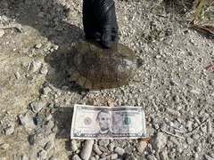 Trachemys decussata