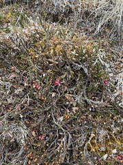 Cassiope tetragona