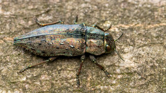 Dicerca berolinensis