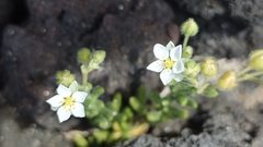 Spergularia azorica