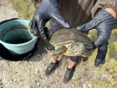Trachemys decussata