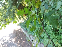 Crataegus × media