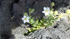 Spergularia azorica