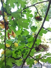 Crataegus × media