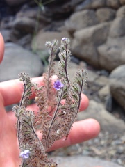 Phacelia floribunda