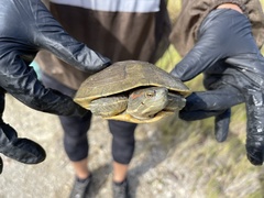 Trachemys decussata