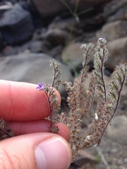 Phacelia floribunda
