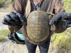Trachemys decussata