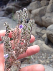 Phacelia floribunda