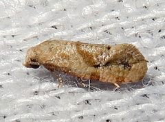Platphalonidia felix