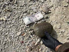 Trachemys decussata