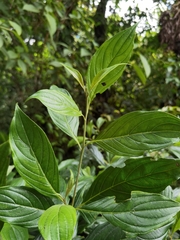 Cornus peruviana