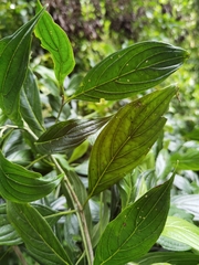 Cornus peruviana