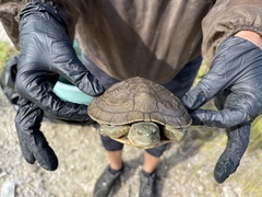 Trachemys decussata