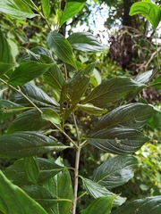 Cornus peruviana