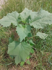Cyclachaena xanthiifolia