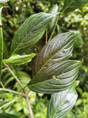 Cornus peruviana