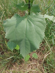 Cyclachaena xanthiifolia