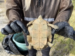 Trachemys decussata