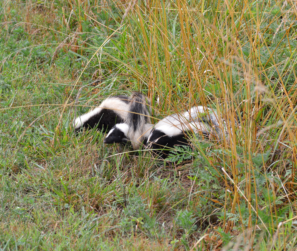 Striped Skunk from Mercer County, KY, USA on July 8, 2022 at 07:09 PM ...