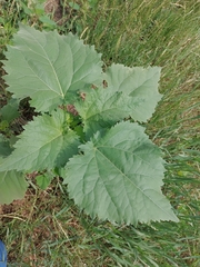 Cyclachaena xanthiifolia