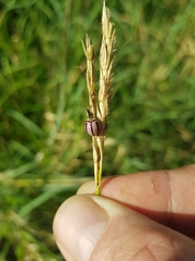 Declivitata olivieri