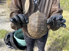 Trachemys decussata