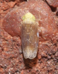 Polyamia apicata