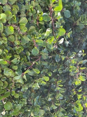 Ludwigia helminthorrhiza