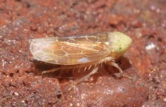 Polyamia apicata