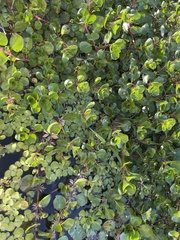 Ludwigia helminthorrhiza