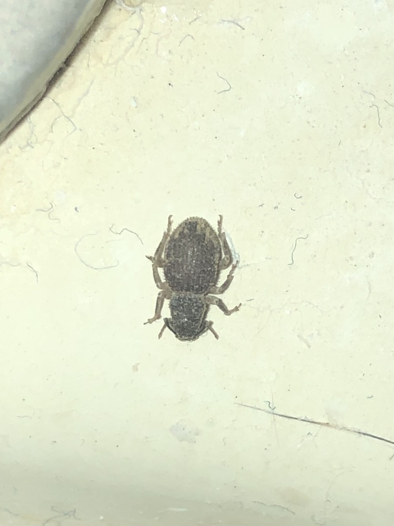 Rhypodillus