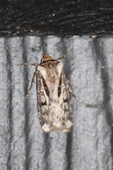 Agrotis vancouverensis