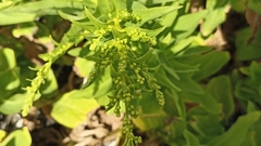 Solidago azorica
