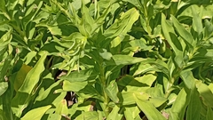 Solidago azorica